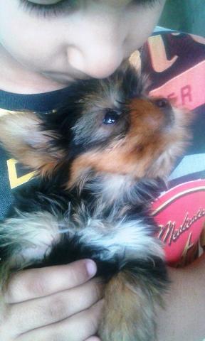 Yorkshire Terrier Mini