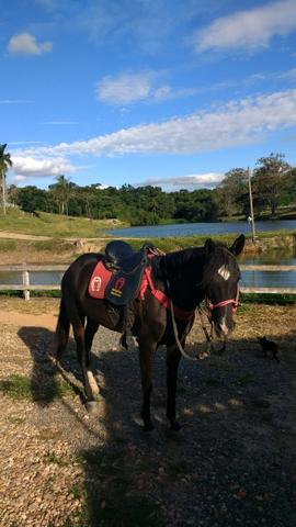 Égua mineira marcha picada rolo com milho