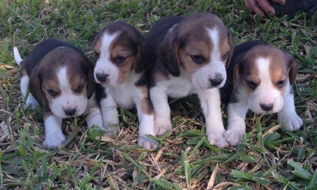 Beagle entrega a domicilio