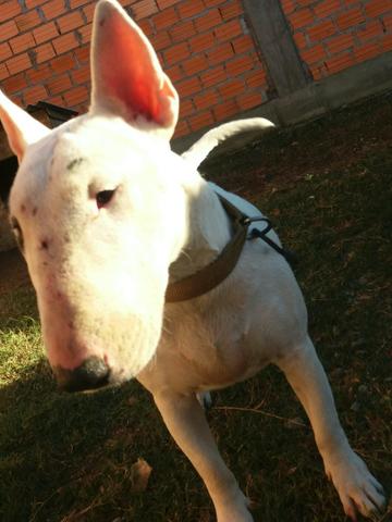 Bull terrier fêmea com 1 ano