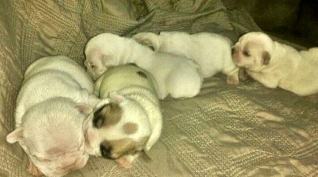 Bulldog Francês pra sair hoje