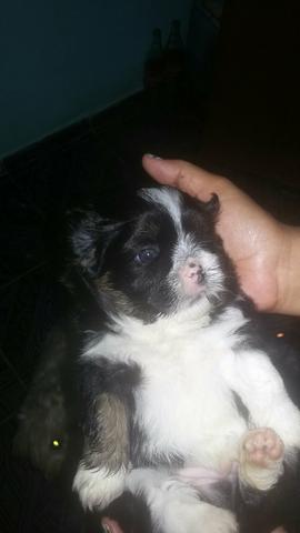Cachorro shih tzu