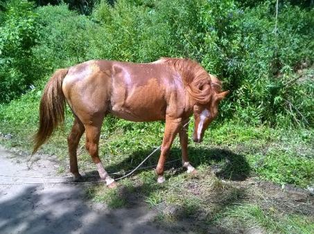 Cavalo quarto de milha(inteiro)