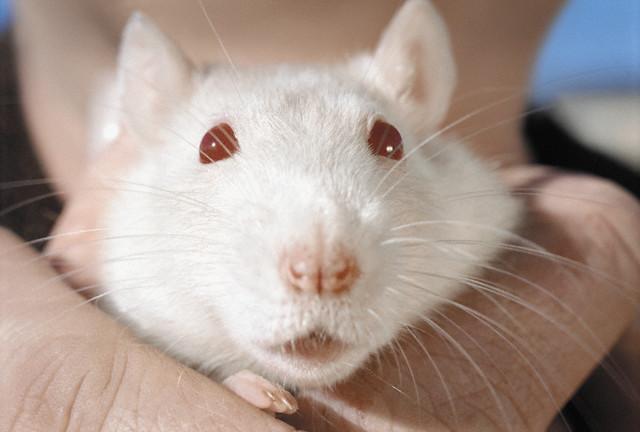 DOAÇÃO Ratos twister brancos