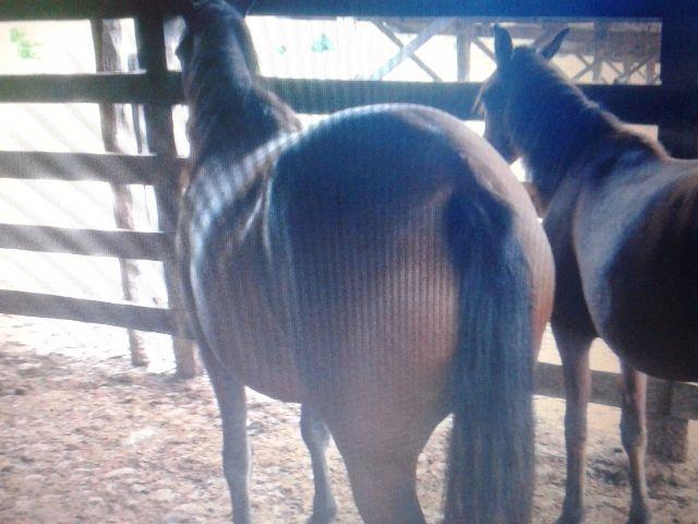 Egua 5/8 Quarto de Milha sem papel