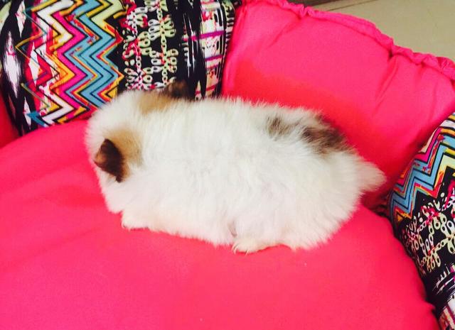 Fêmea de Spitz / Lulu / Canil