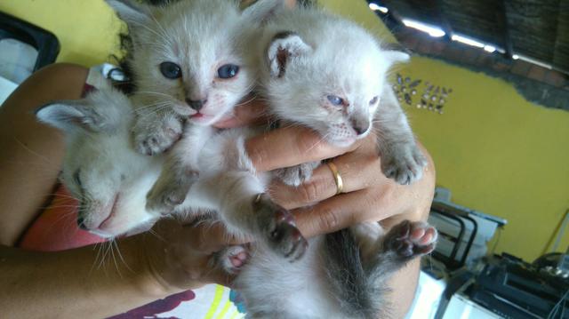 Gatinhos para doação