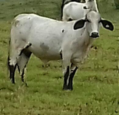 Girolando novilha terceiro mocho