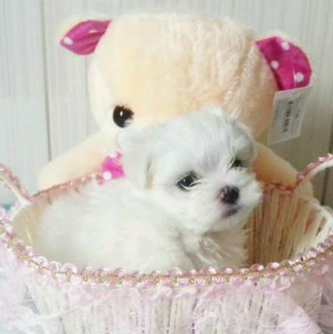 Maltês micrinho lindooo