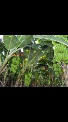 Muda de banana vários tamanhos