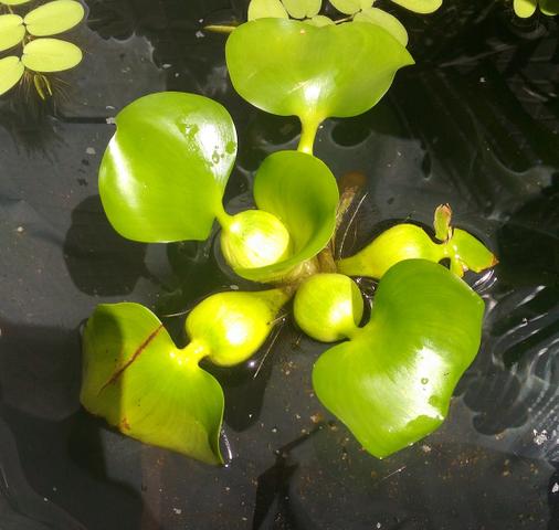 Muda de planta aquática para aquários mini lagos aguapé