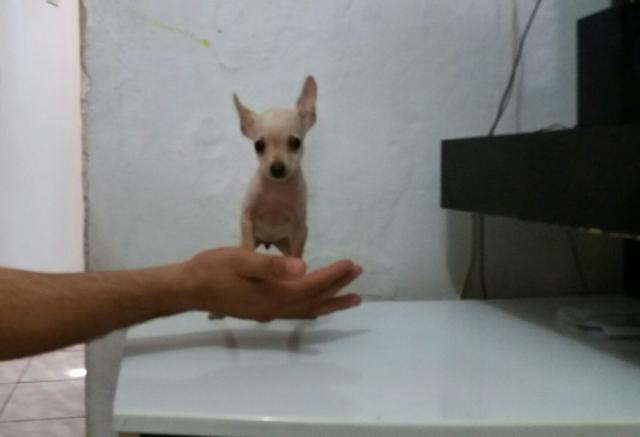 Pinscher n1 BEM PEQUENININHA! !!!!!