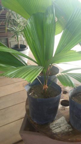 Planta Licuara ouPalmeira-leque ou palmeira-leque-japonês