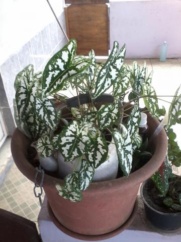 Planta e mudad de sapatinho de nossa senhora