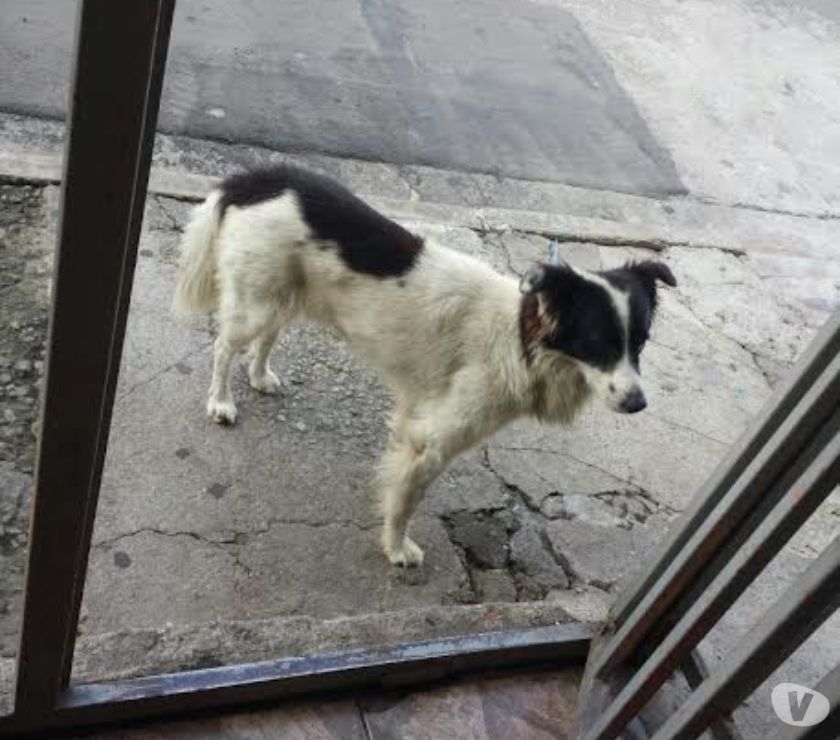 SP - BELÕ (mix de Border Collie) PARA ADOÇÃO RESPONSÁVEL