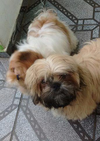 Shih Tzu