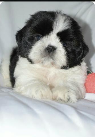 Shihtzu todas as cores