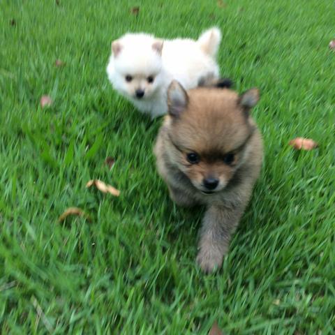 Splitz alemão anão machos