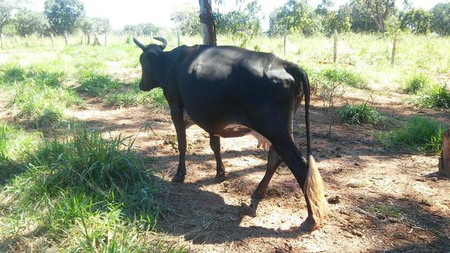 Vacas mojando gordas