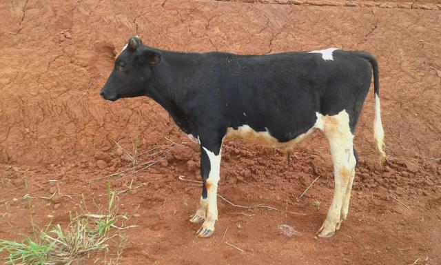 Vende se 5 bezerros cruzados