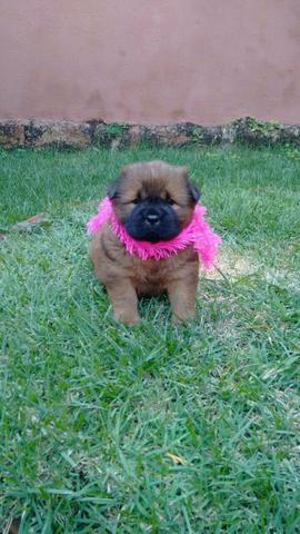 Vende se uma chow chow
