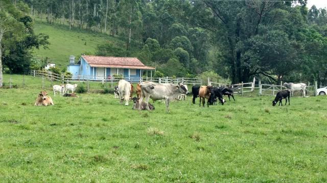 Vendo novilhos e novilhas prenhas e touro