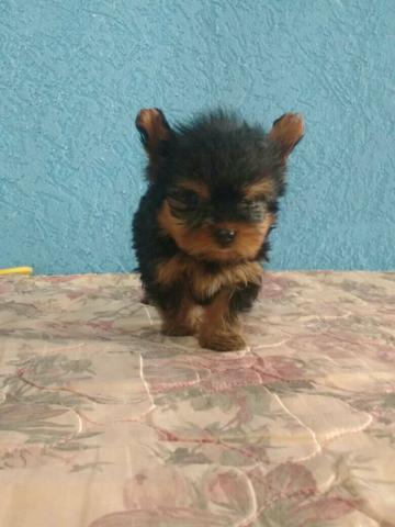 Yorkshire Terrier