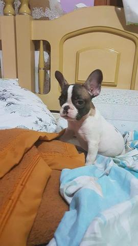 Bulldog Francês linda fêmea com 4 meses