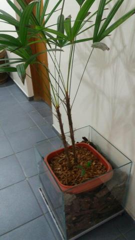 Cachepot com planta