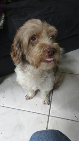 Doa-se cachorro (lhasa com poodle)