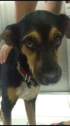 Doação URGENTE do cachorrinho Nino. Ajudem ele por favor