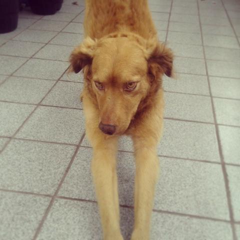 Golden Retriever + Vira Lata = Doação