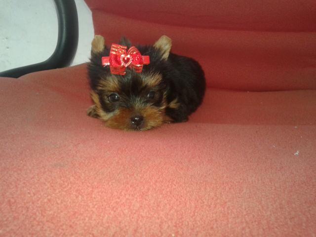 Linda Fêmea De Yorkshire Micriquinha 