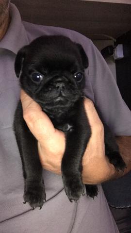 Lindos machos pretos com pedigree