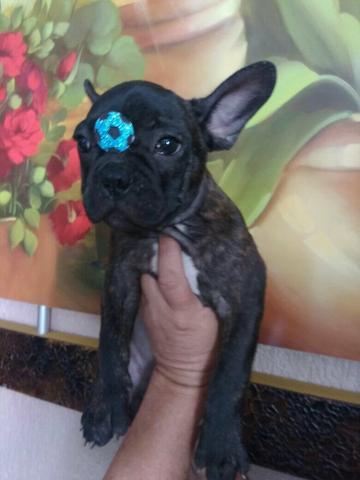 Macho de Buldog francês