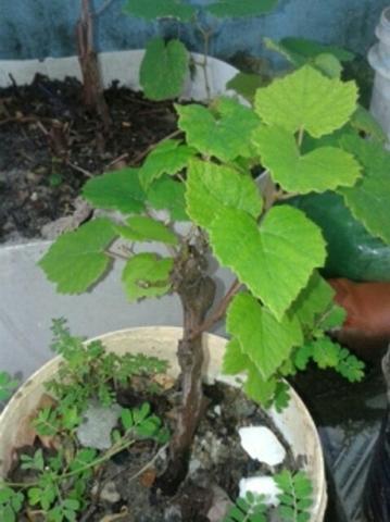 Mudas de uva.