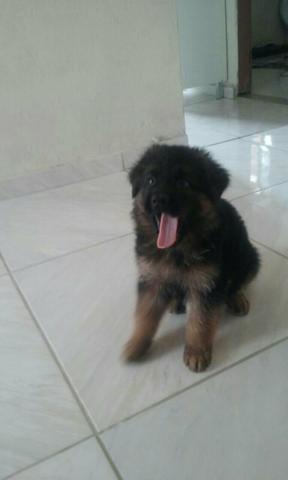 Pastor alemão capa preta