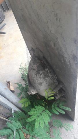 Pia de mármore banheiro