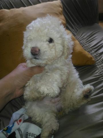 Poodle micro toy