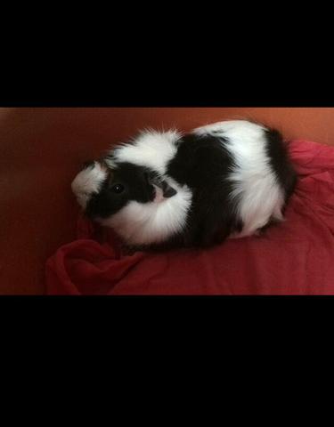 Porquinhos da Índia