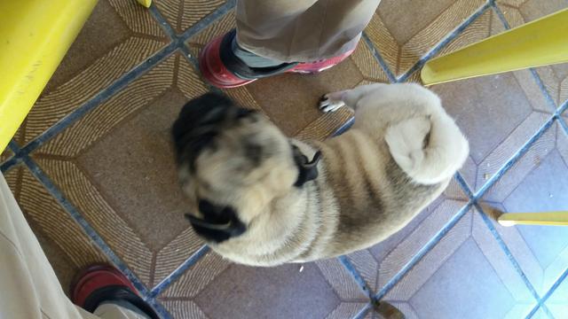 Pug com 8 meses