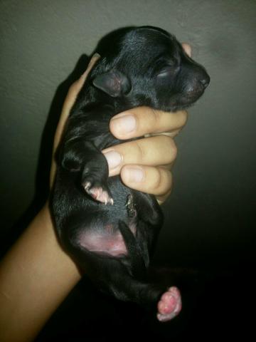 Vendo Cachorra De Raça Poodle As Três São Fêmea