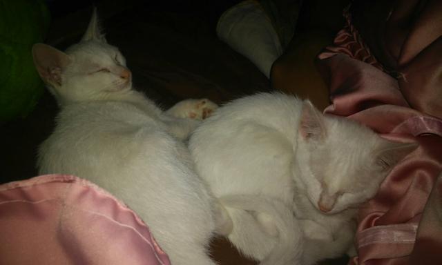 2 gatinhas brancas lindas