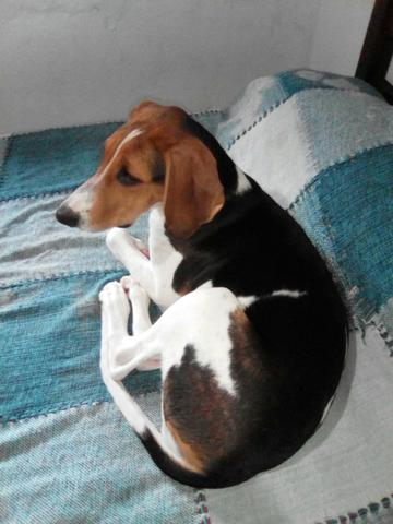 Americano urrador Fox hound