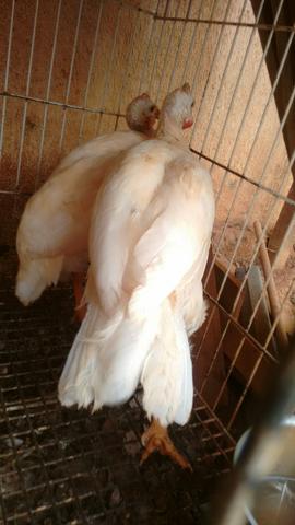 Casal de galinha d'angola