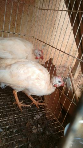 Casal de galinhas de angola branco