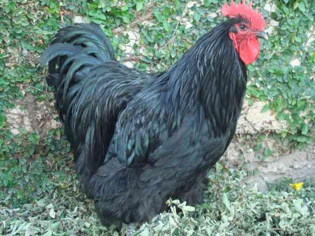 Casal galinha orpington negra