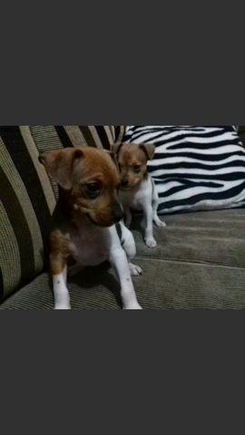 Fox paulistinha fêmea vermifugada muito bonita