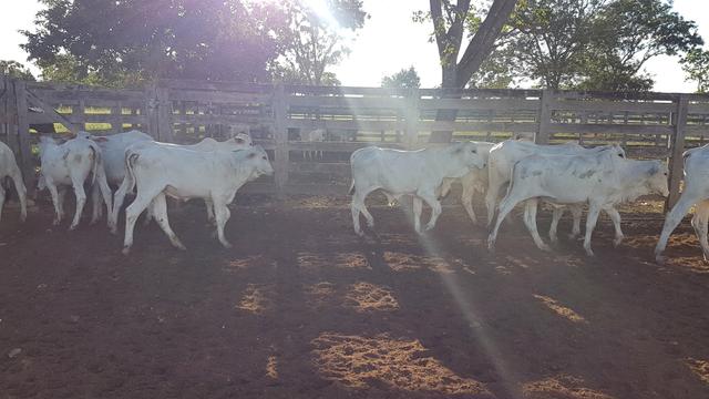 Garrotes Nelores de 10 a13 meses