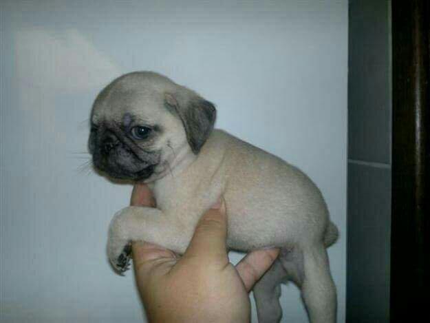 Linda ninhada de pug com pedigree